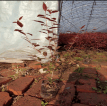 紅葉李營養(yǎng)缽苗