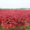 日本紅楓苗批發 園林工程綠化苗木 紅楓嫁接樹苗 喬木 紅楓小苗