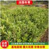 全基地直銷法國(guó)冬青苗批發(fā)工程綠化冬青樹苗庭院圍墻做綠籬