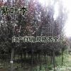 紫葉李基地直銷供應(yīng)各種園林景觀工程苗規(guī)格齊全