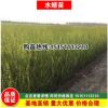 水臘苗批發(fā)水蠟工程苗現(xiàn)貨