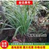 批發(fā)金邊麥冬草日本矮麥冬玉龍草細(xì)葉麥冬金邊麥冬四季常青耐踐踏