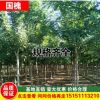 工程苗木國(guó)槐 金枝槐 國(guó)槐樹苗 速生國(guó)槐樹 黃金槐