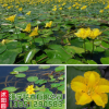 批發優質水生植物 荇菜 凈化水質 綠化水體 別名莕菜 綠化造景