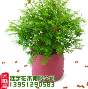 花卉綠植盆栽 南方紅豆杉盆栽 防癌抗癌 室內(nèi)盆栽批發(fā) 凈化空氣