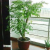 室內(nèi)大型客廳辦公綠植花卉盆栽觀葉植物幸福樹平安樹吸甲醛防霧霾