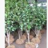茶花 基地供應 各種規格品種 紅露珍 福建大紅 四面珍