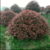 紅葉石楠球