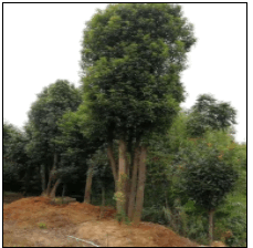 移栽叢生香樟