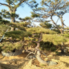 廠家供應(yīng)油松 規(guī)格齊全 山東造型景松 數(shù)量多 挑選余地大