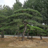 造型油松苗圃直銷 造型景松 自家種植價(jià)格合理 樹(shù)形優(yōu)美
