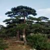 基地銷售 園林綠化 造型油松 四季常綠 品種造型景松 多樣姿態(tài)