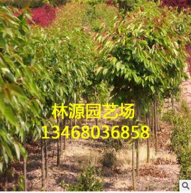 日本櫻花小苗 櫻花樹(shù)苗批發(fā) 一級(jí)行道樹(shù)包成活