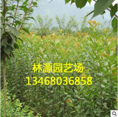 基地批發(fā)各種綠化苗 日本櫻花小苗 行道樹(shù)綠化苗基地