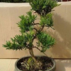 造型盆景 小型S型羅漢松 正宗臺灣羅漢松形狀優美 蒼古