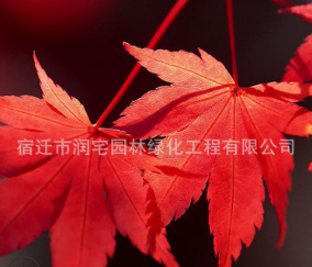 精品日本紅楓樹苗批發三季紅楓苗 工程綠化苗木 行道風景樹