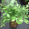 批發藍莓樹苗 優質藍莓苗 南方果樹苗 兔眼藍莓2年苗確保成活
