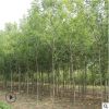 苗圃直銷白蠟樹苗 速生白蠟苗 對(duì)節(jié)白臘小苗批發(fā)綠化工程庭院樹苗