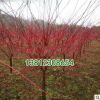 基地批發紅楓樹苗新品種 赤楓綠化工程小苗 中國紅楓 規格齊全