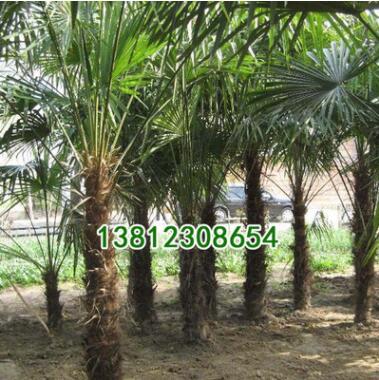 基地批發綠化苗木 棕櫚小苗 棕櫚 園林綠化苗木 規格齊全