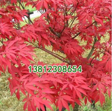 供應日本紅楓苗批發 綠化工程苗 規格齊全 園林道路綠化 紅舞姬