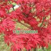 供應日本紅楓苗批發 綠化工程苗 規格齊全 園林道路綠化 紅舞姬