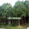 香樟樹苗 香樟木基地苗圃直供園林庭院綠化苗木 大葉小葉香樟苗