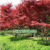 紅楓樹小苗批發 美國紅楓苗 綠化工程小苗 園林綠化