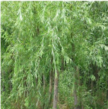垂柳小苗樹苗柳樹枝條垂楊柳樹苗竹柳樹苗黃金柳金絲垂柳批發直柳