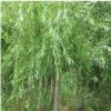 垂柳小苗樹苗柳樹枝條垂楊柳樹苗竹柳樹苗黃金柳金絲垂柳批發直柳