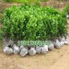 批發供應綠化工程苗木 龜甲冬青球 龜甲冬青苗 規格齊全 綠化苗