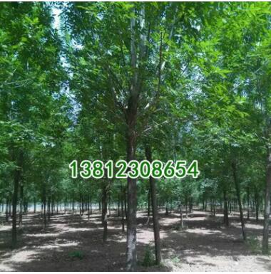 優質綠化工程小苗批發 白蠟苗 速生白蠟樹苗 規格齊全