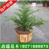 紅豆杉樹苗盆景植物防輻射室內(nèi)客廳盆栽樹樁四季常青家庭綠植正宗