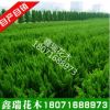 庭院綠植 工程用苗綠化苗木 龍柏小苗 小龍柏 龍柏球