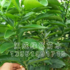 批發(fā)果樹苗 砂糖橘 南豐蜜桔 沃柑 臍橙 皇帝柑 桔子樹苗地栽盆栽