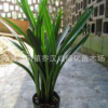 蘭花苗室內(nèi)盆栽企黑墨蘭蕙蘭建劍春蘭蘭花苗綠植 當(dāng)年開花