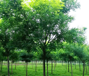 基地直銷園林工程綠化苗木 金枝槐 金葉槐國槐市政園林景觀防護樹