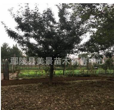 皂角皂莢苗圃直銷價格便宜樹形優美成活率高規格齊全綠化苗木