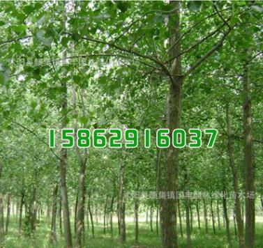 基地批發 綠化苗木意楊樹苗 林毛白楊 速生楊樹苗綠化環境行道樹