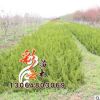 苗圃檜柏苗批發 高50cm 量大優惠 地被綠化