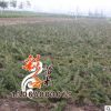 地柏小苗批發 高30cm 量大優惠 地柏 地被綠化
