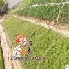 基地批發 迎春床苗批發 量大優惠 地被綠化