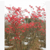 批發叢生映山紅杜鵑 移栽映山紅樹樁 映山紅小苗大量