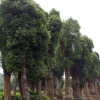 香樟批發 精品香樟樹苗四季常青綠化大喬木 香樟小苗價格低