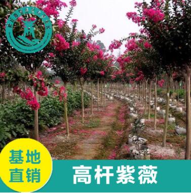 基地直銷(xiāo)紫薇品種齊全批發(fā)供應(yīng)量大從優(yōu) 綠化工程紫薇