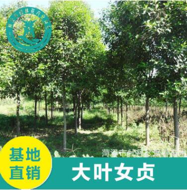 批發(fā)大葉女貞樹(shù) 高桿大葉女貞 行道樹(shù)工程綠化 基地直銷(xiāo)