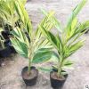 花葉良姜苗木 基地直銷(xiāo)綠化地被園林綠化花葉良姜批發(fā)