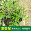 基地供應(yīng)綠化苗木滿(mǎn)天星 滿(mǎn)天星袋苗 常年供應(yīng)地被滿(mǎn)天星