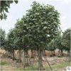 黃槿綠植苗木 行道園林綠化景觀工程供應(yīng)基地直銷(xiāo)