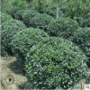 大葉黃楊球 苗圃大量供應工程綠化苗木 大葉黃楊綠化灌木